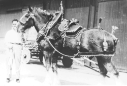 T Wright with railway station horse 