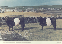 Belted Galloway cattle 