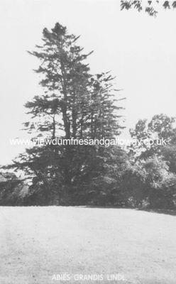 Lochanhead House gardens- fir trees 