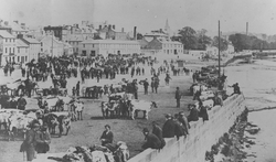 Horse and cattle market on Whitesands 